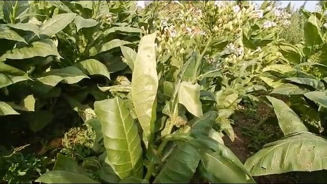 Небольшой обзор по сортам 2019 г смотреть онлайн