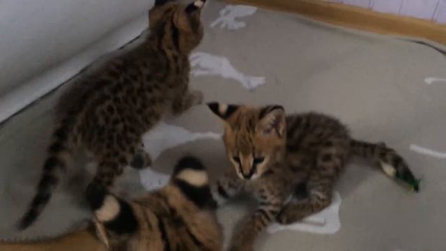 Котята Сервала питомника Leserval смотреть онлайн