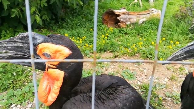 Рогатый ворон \ Kaffir Raven смотреть онлайн
