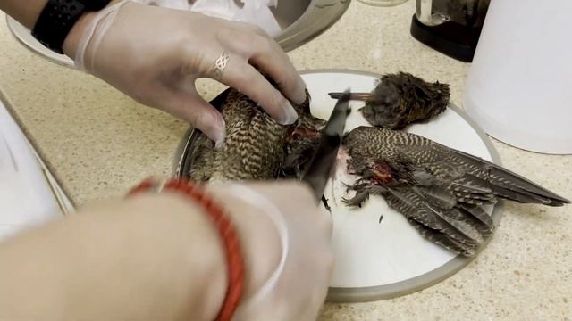 Рецепт вкусного блюда из Вальдшнепа смотреть онлайн