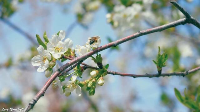 послушайте эту музыку и вам станет легче🌿 Нежная музыка успокаивает нервную систему и радует смотреть онлайн