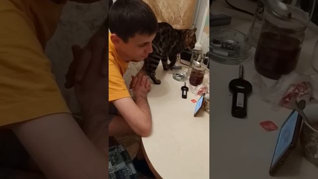 ЛЮБОВЬ БЕНГАЛОВ.Бенгальский кот показывает свою любовь