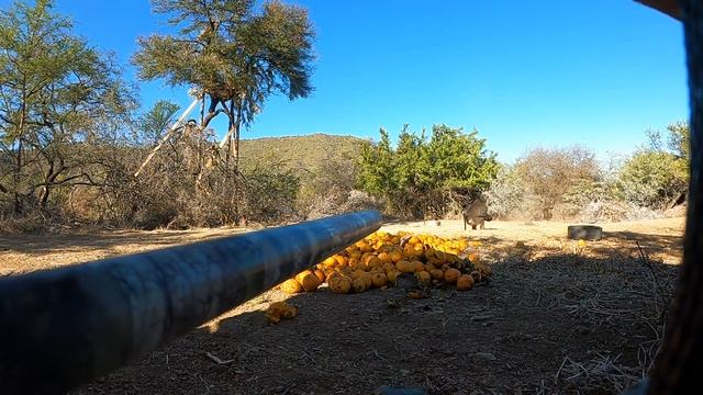 Blowgun, Baboons and Danger смотреть онлайн