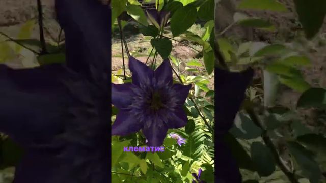 клематис мульти блю смотреть онлайн
