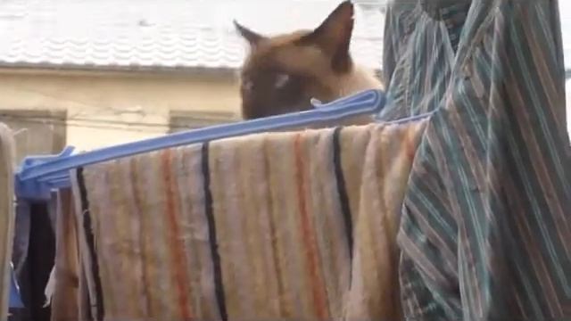 кот дебил смотреть онлайн