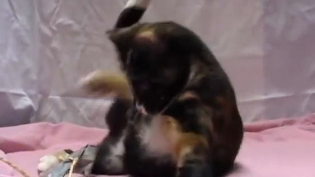 Celia Hammond Animal Trust - Canning Town lively_0001.wmv смотреть онлайн