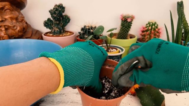 Moon Cacti/Cactus - Gymnocalycium Mihanovichii Re Potting смотреть онлайн