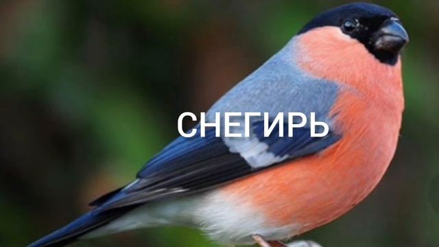 Перелетные и неперелетные птицы смотреть онлайн