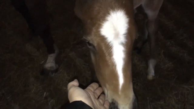 Инвестор, тракененский жеребчик смотреть онлайн