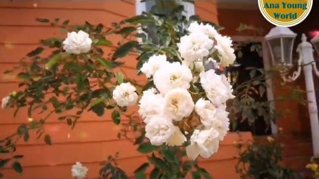 Tree Rose Prosperity