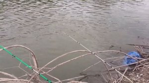 Рыбалка на реке лабе ловля усача