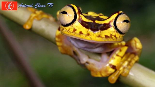 Amphibians In The World - Salamander Frog - Animal Sounds