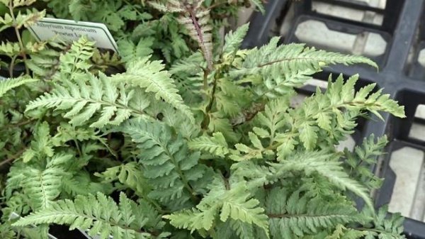 Athyrium niponicum ´Pewter Lace´