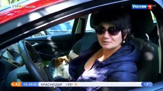 Папийон собака бабочка 05.10.2019 утро России смотреть онлайн