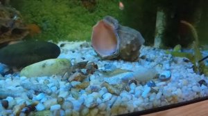 Морская черноморская креветка в пресноводном аквариуме