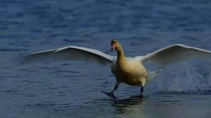 ??? Два сына - два моих крыла ???