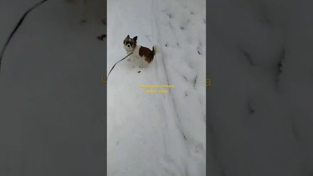 Чихуашка Сильва - мексиканка русская душой. #чихуахуа #chihuahua смотреть онлайн
