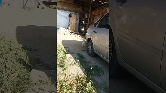 Репортаж из Ачуево день второй смотреть онлайн