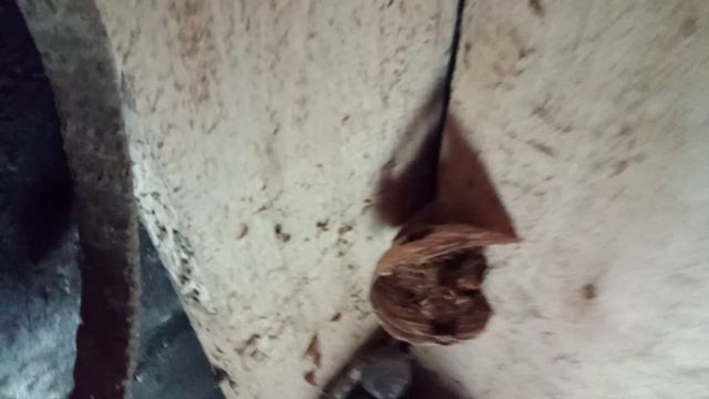 Гнездо шершней или как шершни разоряют гнездо ос.. смотреть онлайн