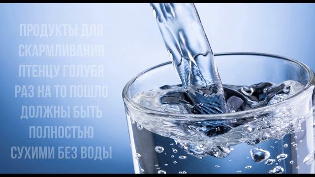 кормление птенцов голубя добровольное смотреть онлайн