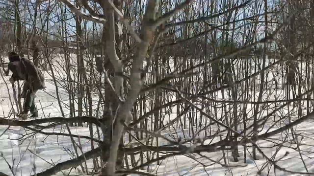 залез в лес где обитает лесник смотреть онлайн