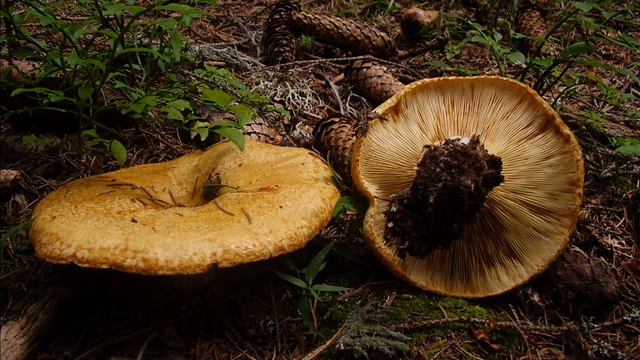 Lactarius scrobiculatus смотреть онлайн