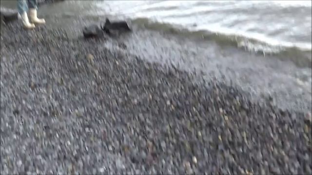 Селедка - сельдь. Снасти для рыбалки и рыбалка. Рыбак рыбачок. Fishing herring смотреть онлайн