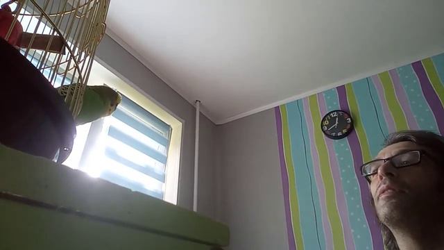 Дуэт с попугаем на гармони смотреть онлайн