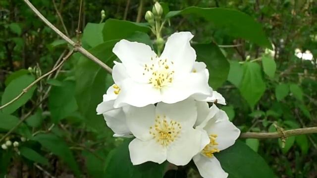 CELINDA: Philadelphus coronarius (www.riomoros.com) смотреть онлайн
