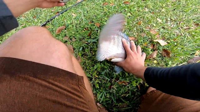 The BEST Rattletrap/Chatterbait Rod EVER Made!! смотреть онлайн