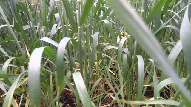 Яровая пшеница, сорт Ликамеро 10.06.19 смотреть онлайн