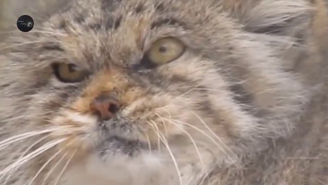 World's Rarest Cat | 10 Rarest Cats in the World | Rare Cat Species Nobody Has Seen смотреть онлайн