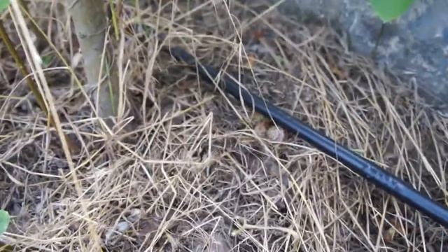полив живой изгороди с помощью капельного шланга смотреть онлайн