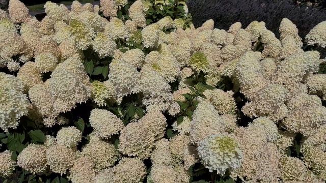 Hydrangea paniculata Skyfall at Harry van de Laar gardens in Boskoop смотреть онлайн