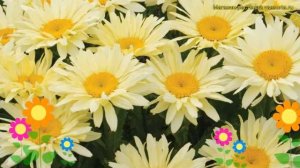 Нивяник наибольший Банана Крим. Краткий обзор, описание характеристик Banana Cream