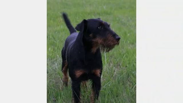 немецкий ягдтерьер питомник 