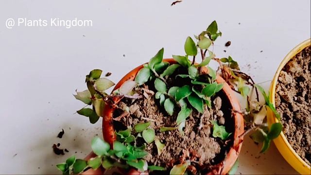Basket plant propagation|cascading hanging basket plant|how to grow callisia repens|Plants Kingdom| смотреть онлайн