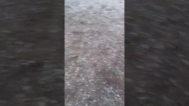 Мои собаки куцхаар и спаниель !!!!! смотреть онлайн