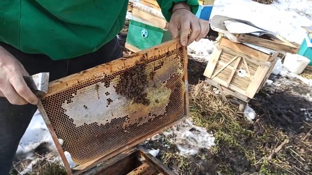 Пчелы опоносились что делать. Это нозематоз или просто понос? Весенняя пасека помощь пчелам