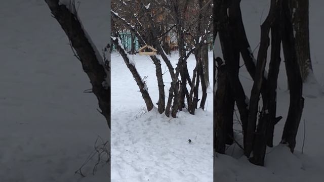 Кормушка для птиц своими руками) смотреть онлайн