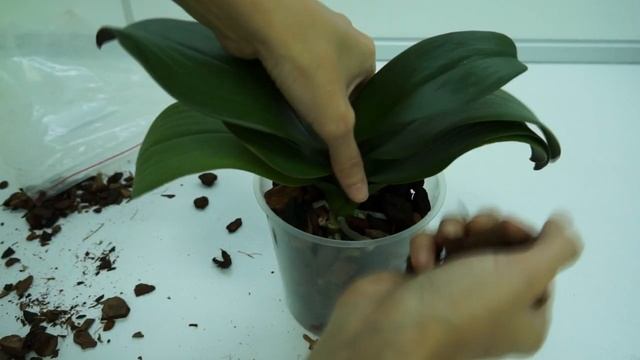ОРХИДЕЯ пришла с ОТКРЫТЫМИ корнями:ПОСАДКА,результат.Phalaenopsis 'Dracarys' (фаленопсис "Дракарис" смотреть онлайн