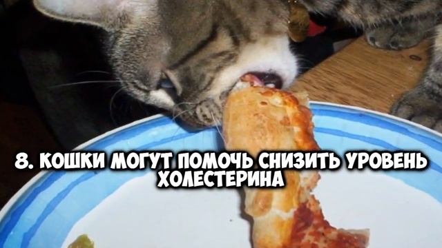 Зачем нужен КОТ!? смотреть онлайн