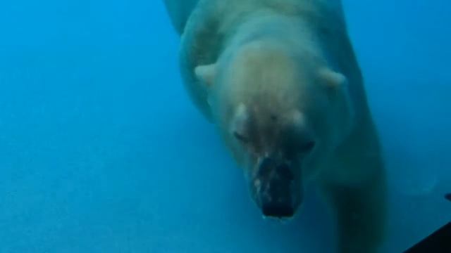 Белый медведь плавает Singapure Zoo смотреть онлайн