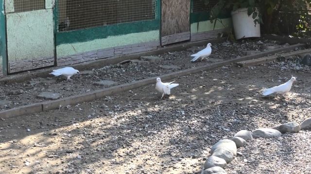 Гоняем черных и белых голубей! смотреть онлайн