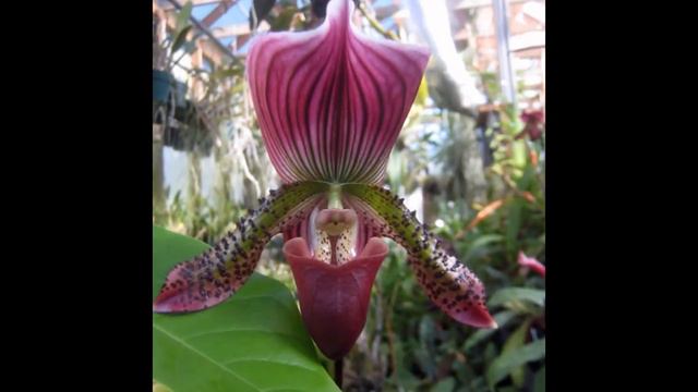 Венерин бащмачок слайд-шоу ч.1 Paphiopedilum смотреть онлайн