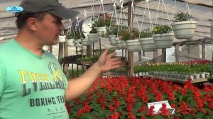 ВЫРАЩИВАНИЕ САЛЬВИИ. РЕЗУЛЬТАТЫ ВЫРАЩИВАНИЯ.