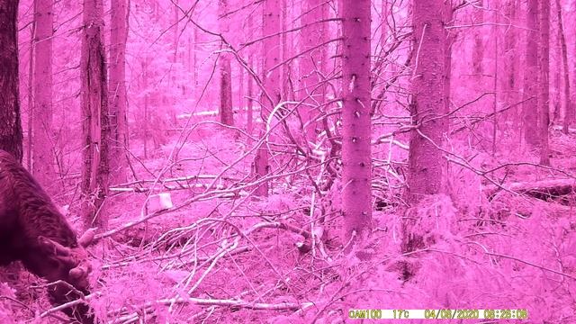 Лось на солонце ест ветки осины смотреть онлайн