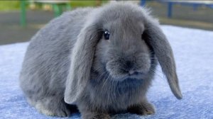 Сколько живут декоративные кролики?