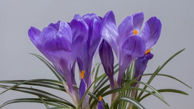 Шопен Вальс 2  до диез минор