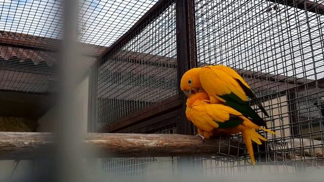 Золотая аратинга Golden parakeet golden conure смотреть онлайн
